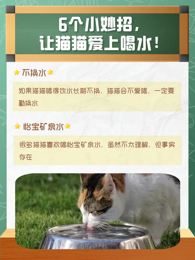 猫猫不喝水怎么办_猫不喝水正常吗-第4张图片-后鲨宠物 猫猫不喝水怎么办_猫不喝水正常吗-第4张图片-后鲨宠物