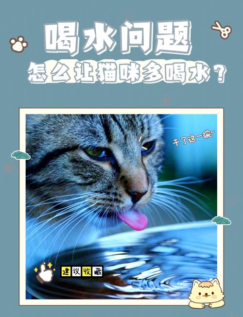 猫猫不喝水怎么办_猫不喝水正常吗-第5张图片-后鲨宠物 猫猫不喝水怎么办_猫不喝水正常吗-第5张图片-后鲨宠物