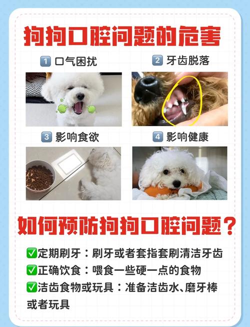 狗狗口腔有异味怎么办_狗狗口腔异味怎么去除-第1张图片-后鲨宠物 狗狗口腔有异味怎么办_狗狗口腔异味怎么去除-第1张图片-后鲨宠物