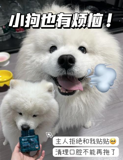 狗狗口腔有异味怎么办_狗狗口腔异味怎么去除-第3张图片-后鲨宠物 狗狗口腔有异味怎么办_狗狗口腔异味怎么去除-第3张图片-后鲨宠物