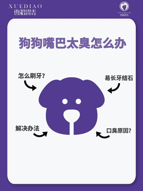 狗狗口腔有异味怎么办_狗狗口腔异味怎么去除-第6张图片-后鲨宠物 狗狗口腔有异味怎么办_狗狗口腔异味怎么去除-第6张图片-后鲨宠物