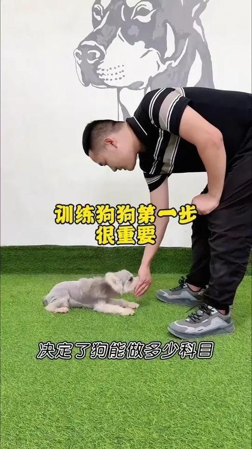 怎么训练狗狗拿东西，怎么训练狗狗拿东西过来？-第3张图片-后鲨宠物