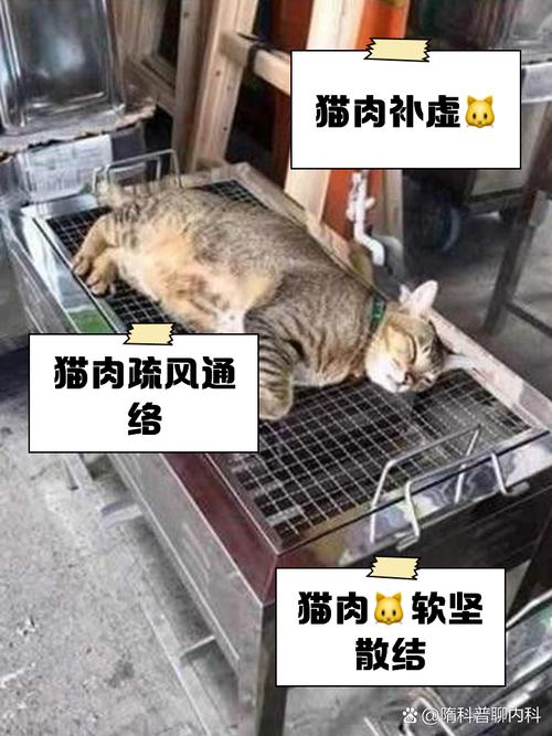猫猫可以吃猪肉吗,猫猫能吃猪肉嘛?-第4张图片-后鲨宠物 猫猫可以吃猪肉吗,猫猫能吃猪肉嘛?-第4张图片-后鲨宠物