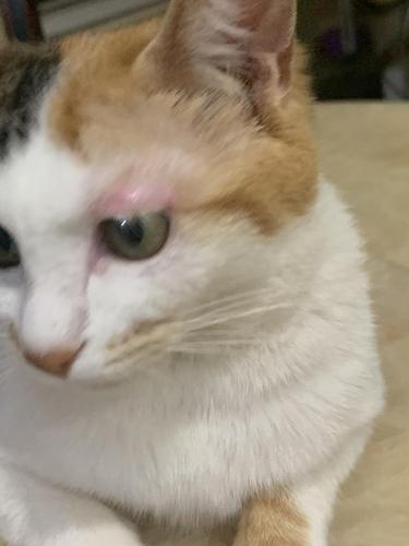 猫咪上眼皮红肿,猫咪上眼皮红肿流眼泪?-第4张图片-后鲨宠物 猫咪上眼皮红肿,猫咪上眼皮红肿流眼泪?-第4张图片-后鲨宠物