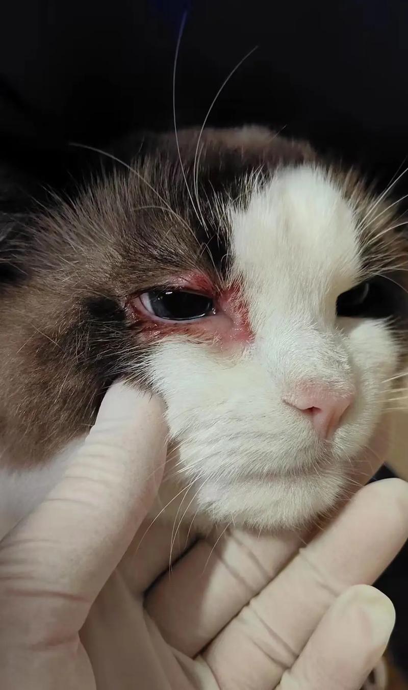 猫咪上眼皮红肿,猫咪上眼皮红肿流眼泪?-第6张图片-后鲨宠物 猫咪上眼皮红肿,猫咪上眼皮红肿流眼泪?-第6张图片-后鲨宠物