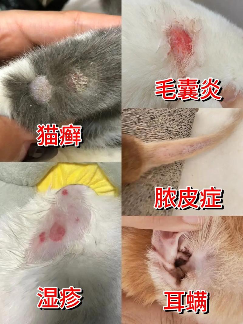 小猫猫藓可以自愈吗,小猫猫癣可以自愈吗?-第6张图片-后鲨宠物 小猫猫藓可以自愈吗,小猫猫癣可以自愈吗?-第6张图片-后鲨宠物