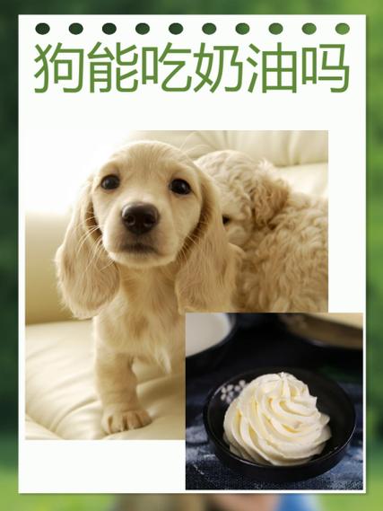  狗狗能吃豆渣吗，豆渣狗狗可以吃吗-第5张图片-后鲨宠物