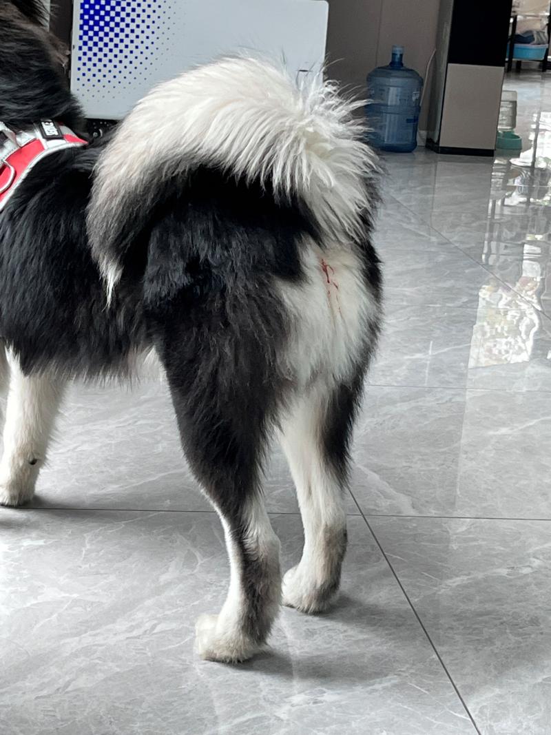 狗狗划破肠子症状表现,狗划破肠道有什么症状-第2张图片-后鲨宠物 狗狗划破肠子症状表现,狗划破肠道有什么症状-第2张图片-后鲨宠物