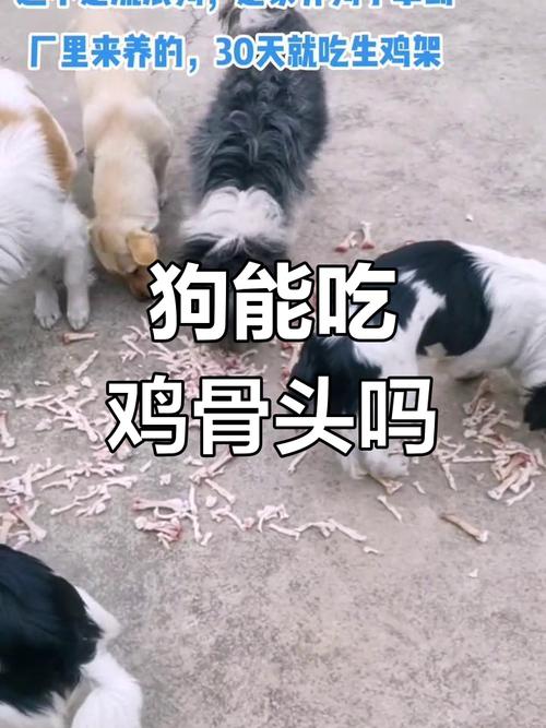 狗狗划破肠子症状表现,狗划破肠道有什么症状-第5张图片-后鲨宠物 狗狗划破肠子症状表现,狗划破肠道有什么症状-第5张图片-后鲨宠物