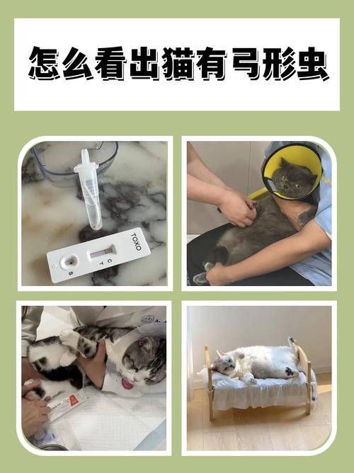 猫咪弓形虫检查多少钱,猫咪弓形虫检查会不会很难受,受折腾??-第2张图片-后鲨宠物 猫咪弓形虫检查多少钱,猫咪弓形虫检查会不会很难受,受折腾??-第2张图片-后鲨宠物