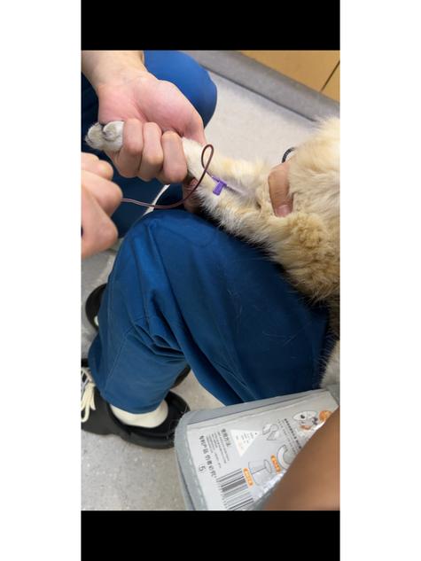 猫咪弓形虫检查多少钱,猫咪弓形虫检查会不会很难受,受折腾??-第3张图片-后鲨宠物 猫咪弓形虫检查多少钱,猫咪弓形虫检查会不会很难受,受折腾??-第3张图片-后鲨宠物