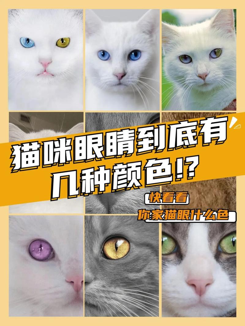 猫咪的眼睛是什么颜色_猫咪的眼睛是什么颜色的猫咪看着外面世界是什么颜色的-第3张图片-后鲨宠物