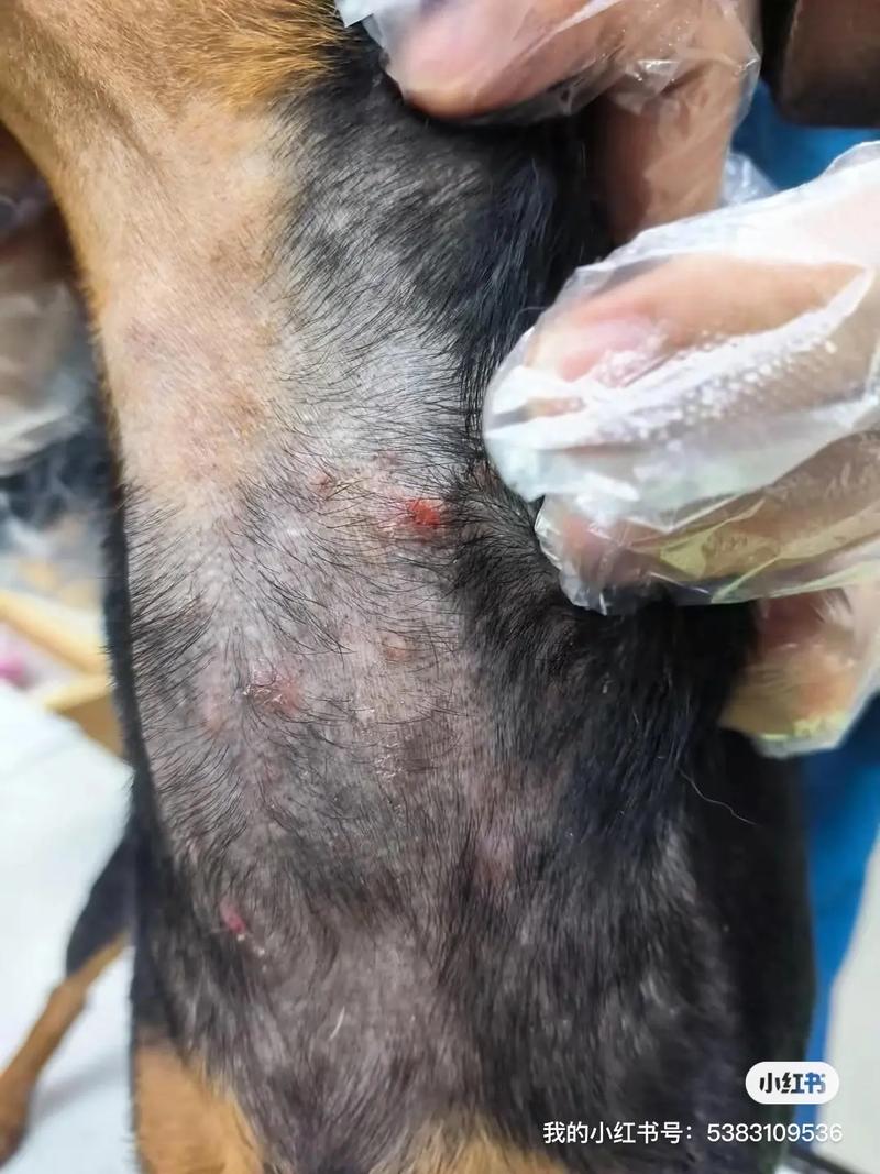 狗狗蠕形螨会传染人吗,蠕形螨狗狗之间传染吗?-第1张图片-后鲨宠物 狗狗蠕形螨会传染人吗,蠕形螨狗狗之间传染吗?-第1张图片-后鲨宠物