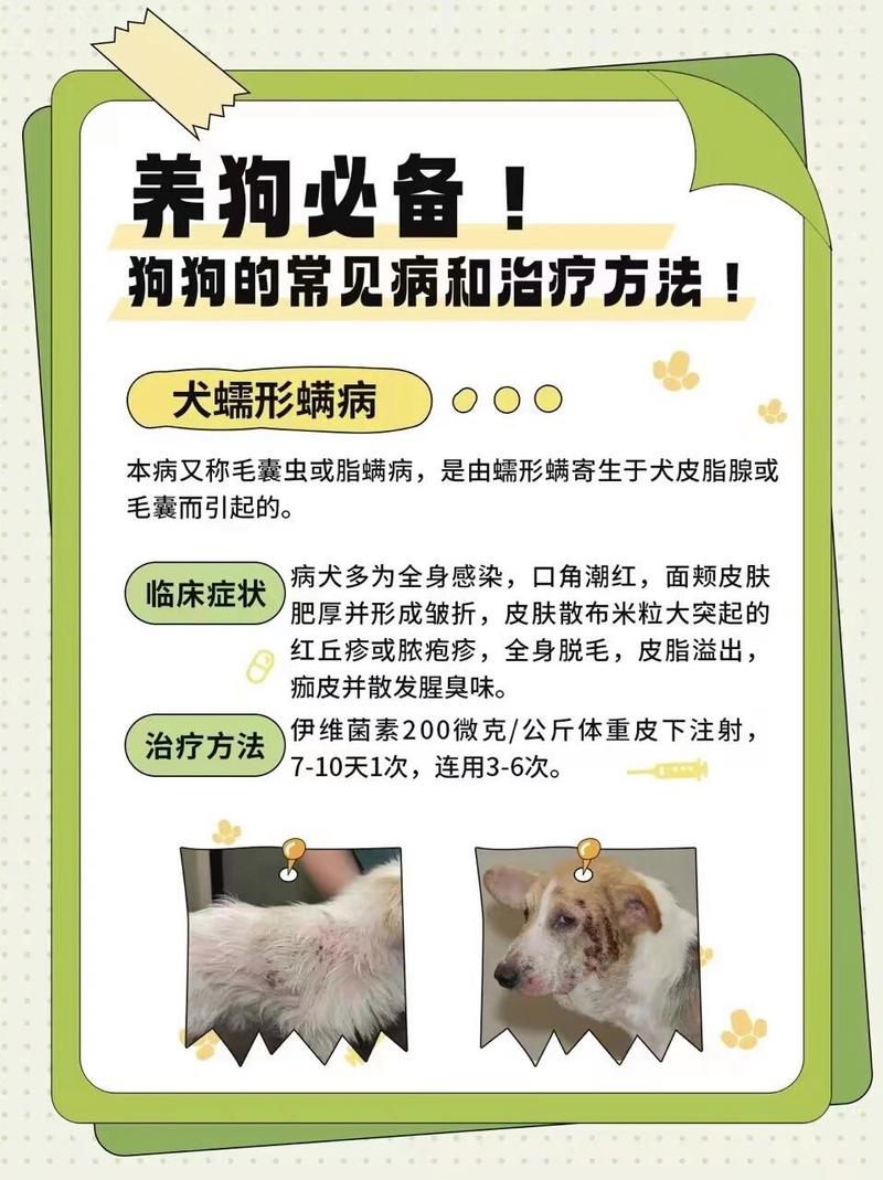 狗狗蠕形螨会传染人吗,蠕形螨狗狗之间传染吗?-第2张图片-后鲨宠物 狗狗蠕形螨会传染人吗,蠕形螨狗狗之间传染吗?-第2张图片-后鲨宠物