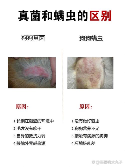 狗狗蠕形螨会传染人吗,蠕形螨狗狗之间传染吗?-第4张图片-后鲨宠物 狗狗蠕形螨会传染人吗,蠕形螨狗狗之间传染吗?-第4张图片-后鲨宠物