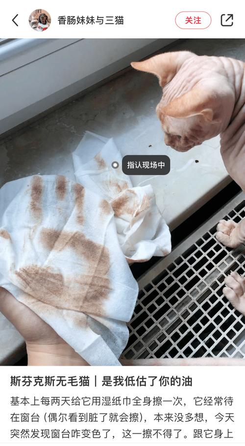 猫咪鼻子有分泌物,猫鼻孔分泌物-第1张图片-后鲨宠物 猫咪鼻子有分泌物,猫鼻孔分泌物-第1张图片-后鲨宠物