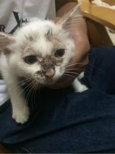 猫咪鼻子有分泌物,猫鼻孔分泌物-第5张图片-后鲨宠物 猫咪鼻子有分泌物,猫鼻孔分泌物-第5张图片-后鲨宠物