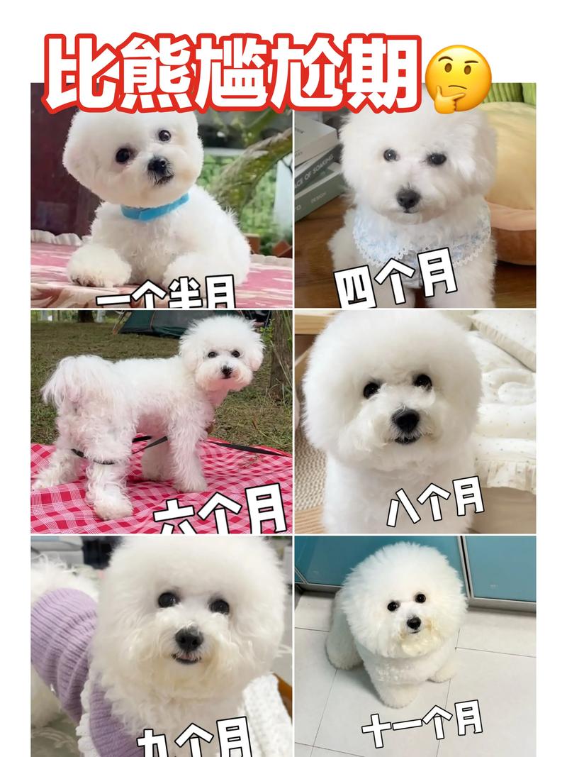 四十天的狗狗怎么喂养,40天左右的狗狗怎么喂?-第3张图片-后鲨宠物 四十天的狗狗怎么喂养,40天左右的狗狗怎么喂?-第3张图片-后鲨宠物