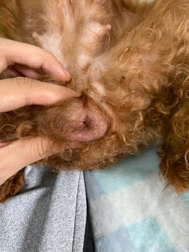 狗狗宫缩是什么症状,狗狗有宫缩了离生还有多久?-第2张图片-后鲨宠物 狗狗宫缩是什么症状,狗狗有宫缩了离生还有多久?-第2张图片-后鲨宠物