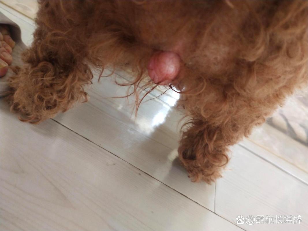 狗狗宫缩是什么症状,狗狗有宫缩了离生还有多久?-第3张图片-后鲨宠物 狗狗宫缩是什么症状,狗狗有宫缩了离生还有多久?-第3张图片-后鲨宠物