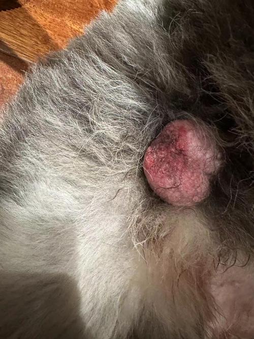 狗狗蛋蛋破皮了怎么办_狗狗蛋蛋上破皮出血了怎么办-第4张图片-后鲨宠物