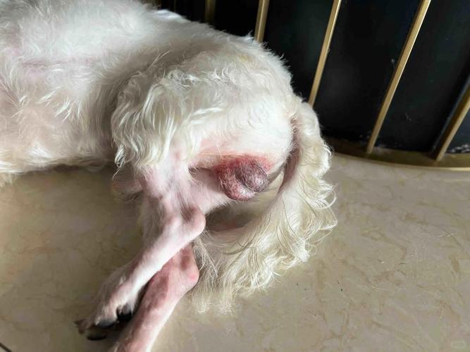 狗狗蛋蛋破皮了怎么办_狗狗蛋蛋上破皮出血了怎么办-第5张图片-后鲨宠物