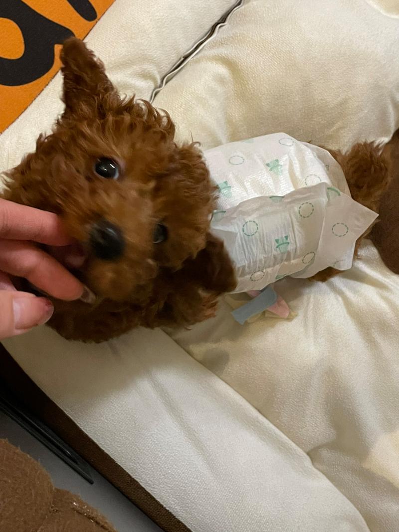 两个月狗狗能吃苹果吗，两个月的狗狗可不可以吃苹果？-第3张图片-后鲨宠物