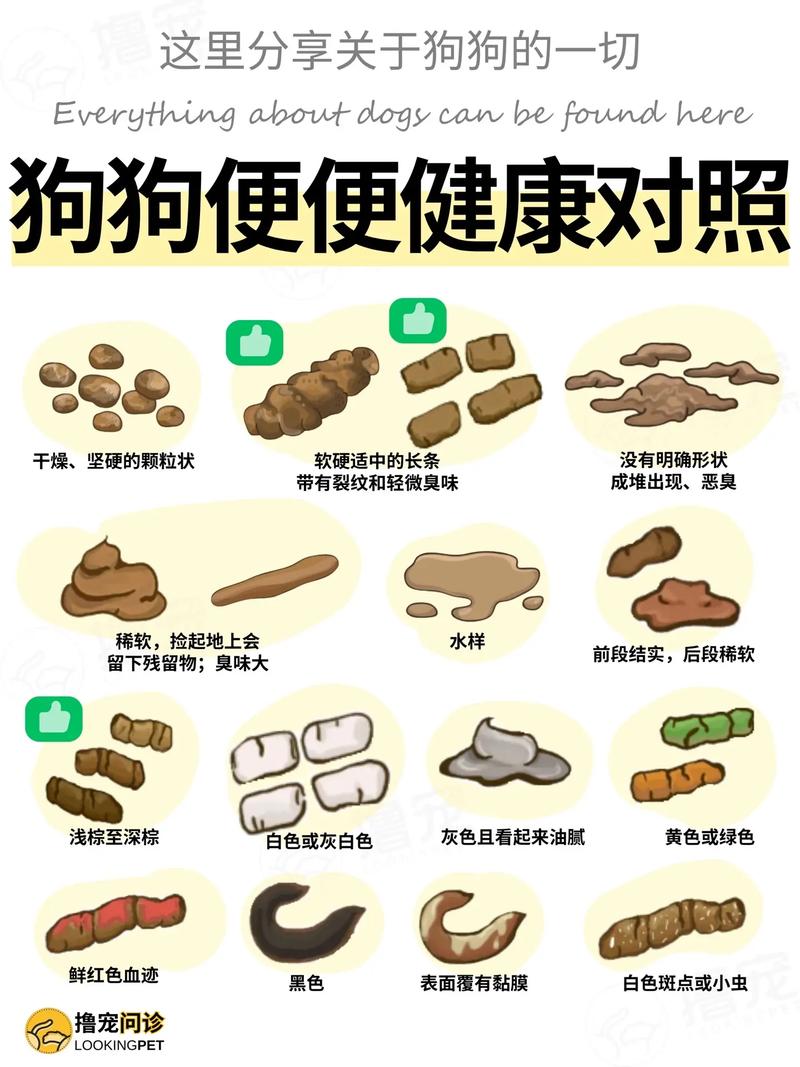 狗狗拉屎怎么清理_狗狗拉屎怎么清理掉-第1张图片-后鲨宠物 狗狗拉屎怎么清理_狗狗拉屎怎么清理掉-第1张图片-后鲨宠物