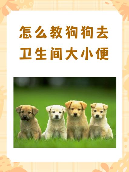 狗狗拉屎怎么清理_狗狗拉屎怎么清理掉-第5张图片-后鲨宠物 狗狗拉屎怎么清理_狗狗拉屎怎么清理掉-第5张图片-后鲨宠物