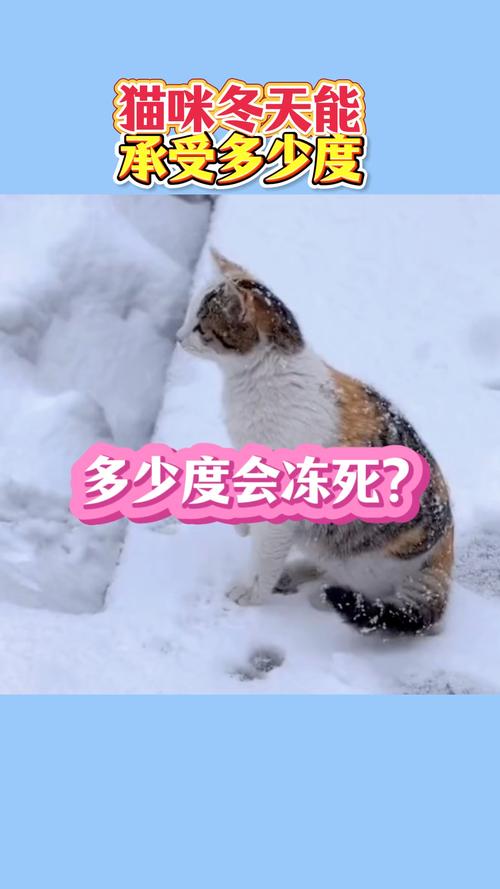 猫咪能吃凉的东西吗_猫咪能吃凉的东西吗为什么-第1张图片-后鲨宠物 猫咪能吃凉的东西吗_猫咪能吃凉的东西吗为什么-第1张图片-后鲨宠物