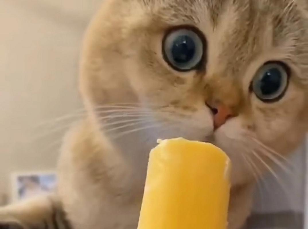 猫咪能吃凉的东西吗_猫咪能吃凉的东西吗为什么-第2张图片-后鲨宠物 猫咪能吃凉的东西吗_猫咪能吃凉的东西吗为什么-第2张图片-后鲨宠物