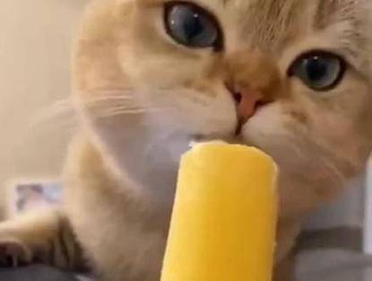 猫咪能吃凉的东西吗_猫咪能吃凉的东西吗为什么-第4张图片-后鲨宠物 猫咪能吃凉的东西吗_猫咪能吃凉的东西吗为什么-第4张图片-后鲨宠物