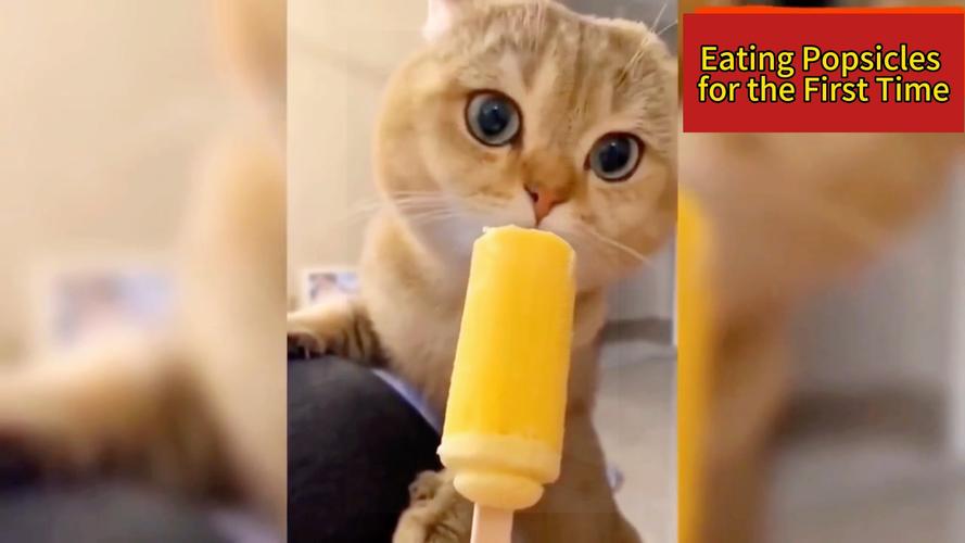 猫咪能吃凉的东西吗_猫咪能吃凉的东西吗为什么-第5张图片-后鲨宠物 猫咪能吃凉的东西吗_猫咪能吃凉的东西吗为什么-第5张图片-后鲨宠物