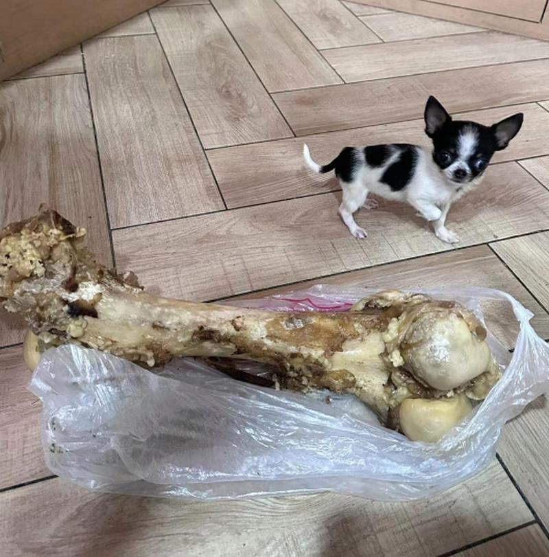 狗狗可以吃排骨吗,狗狗可以吃排骨么?-第6张图片-后鲨宠物 狗狗可以吃排骨吗,狗狗可以吃排骨么?-第6张图片-后鲨宠物