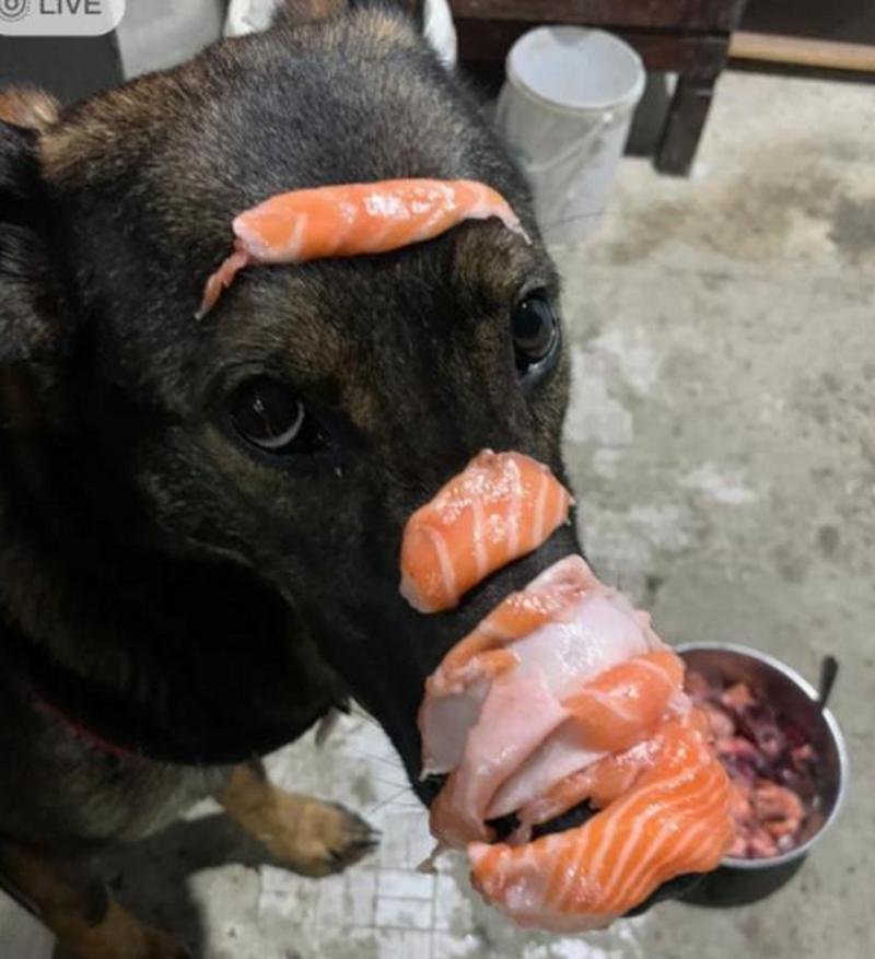 三文鱼对狗狗的好处_三文鱼对狗狗的好处有哪些-第1张图片-后鲨宠物 三文鱼对狗狗的好处_三文鱼对狗狗的好处有哪些-第1张图片-后鲨宠物