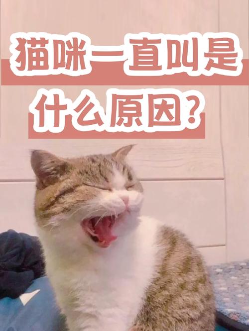 猫咪一直叫是什么意思,猫咪一直叫是啥意思?-第4张图片-后鲨宠物 猫咪一直叫是什么意思,猫咪一直叫是啥意思?-第4张图片-后鲨宠物