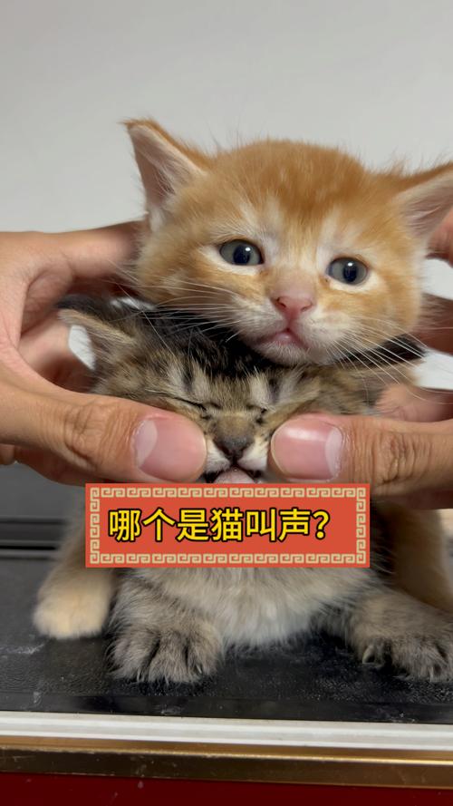猫咪一直叫是什么意思,猫咪一直叫是啥意思?-第5张图片-后鲨宠物 猫咪一直叫是什么意思,猫咪一直叫是啥意思?-第5张图片-后鲨宠物