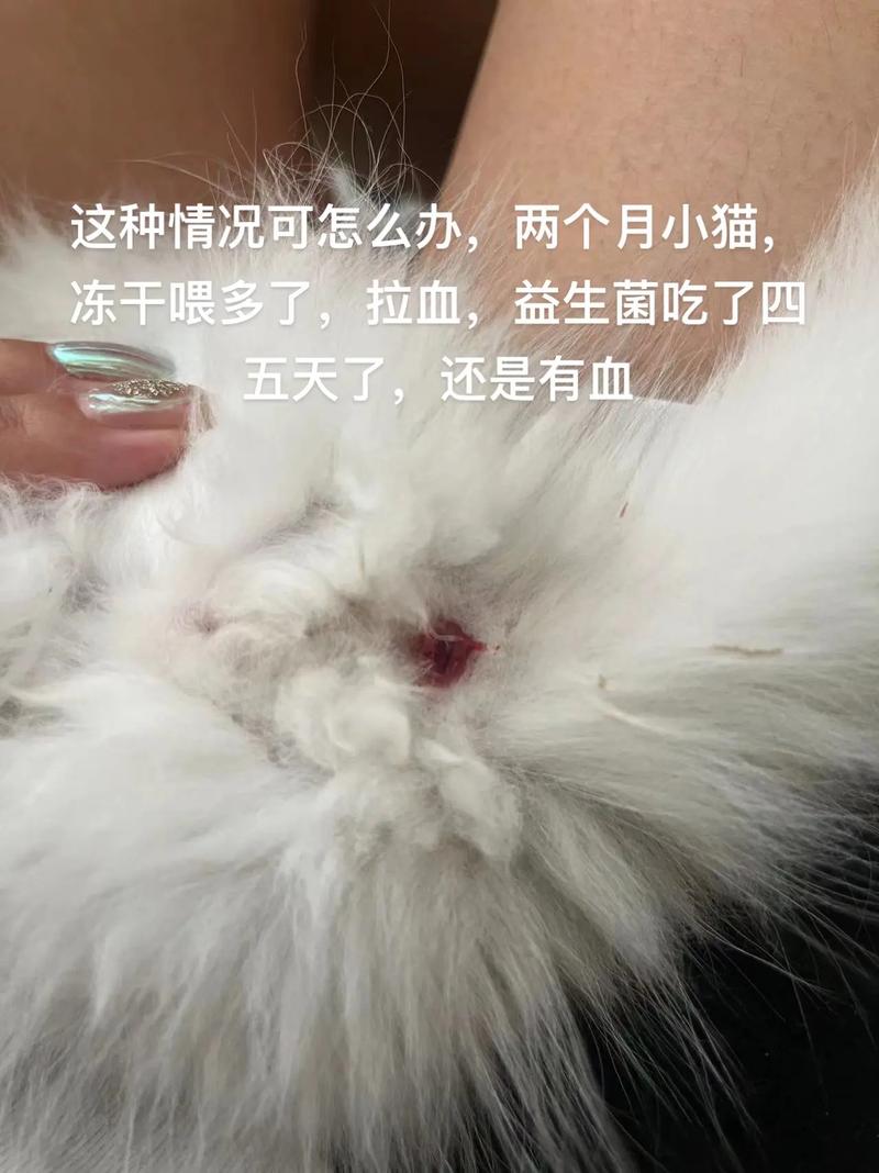 猫咪能吃猪血吗_猫咪能吃猪血吗煮熟的-第4张图片-后鲨宠物 猫咪能吃猪血吗_猫咪能吃猪血吗煮熟的-第4张图片-后鲨宠物