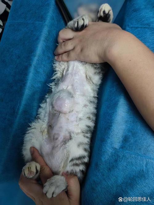 猫咪肚子有硬块,猫咪肚子有硬块怎么回事?-第2张图片-后鲨宠物 猫咪肚子有硬块,猫咪肚子有硬块怎么回事?-第2张图片-后鲨宠物