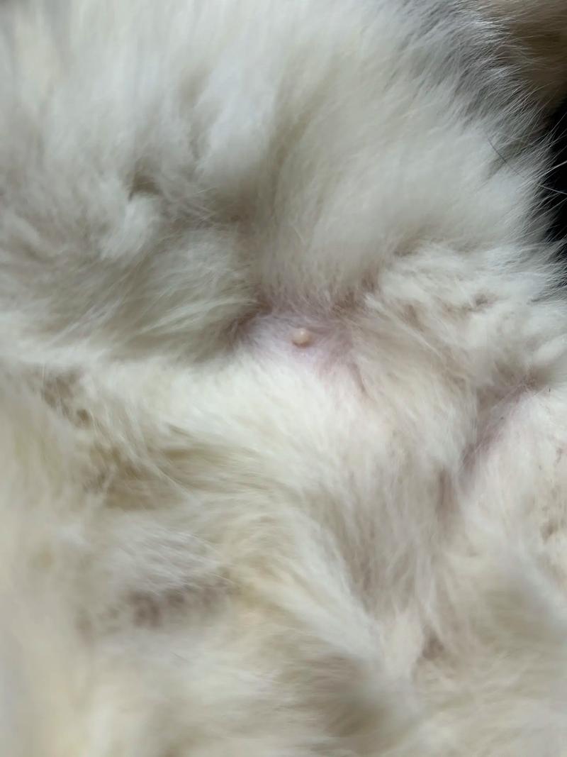 猫咪肚子有硬块,猫咪肚子有硬块怎么回事?-第4张图片-后鲨宠物 猫咪肚子有硬块,猫咪肚子有硬块怎么回事?-第4张图片-后鲨宠物