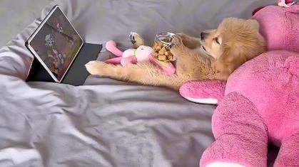 狗狗会看电视吗,狗狗会看电视吗为什么-第2张图片-后鲨宠物 狗狗会看电视吗,狗狗会看电视吗为什么-第2张图片-后鲨宠物