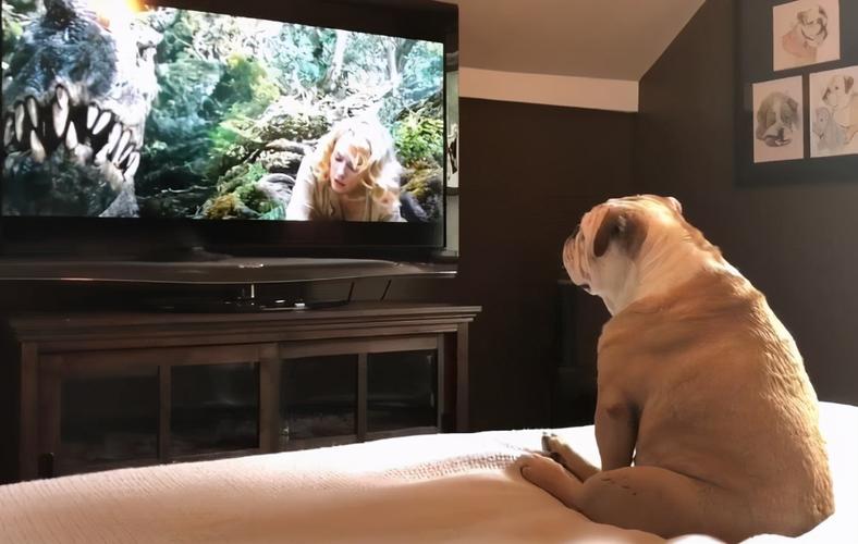 狗狗会看电视吗,狗狗会看电视吗为什么-第4张图片-后鲨宠物 狗狗会看电视吗,狗狗会看电视吗为什么-第4张图片-后鲨宠物
