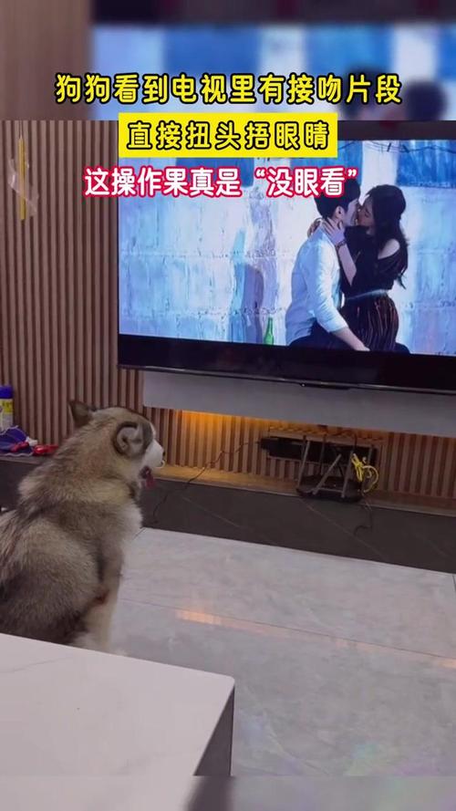 狗狗会看电视吗,狗狗会看电视吗为什么-第5张图片-后鲨宠物 狗狗会看电视吗,狗狗会看电视吗为什么-第5张图片-后鲨宠物