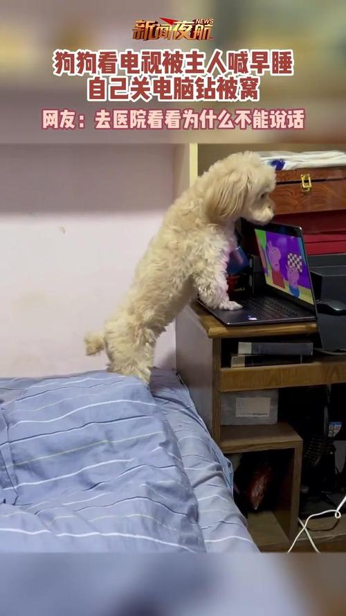 狗狗会看电视吗,狗狗会看电视吗为什么-第6张图片-后鲨宠物 狗狗会看电视吗,狗狗会看电视吗为什么-第6张图片-后鲨宠物