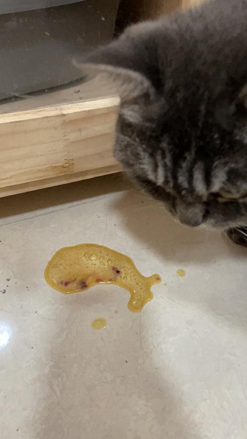 猫咪吃东西就吐_猫咪吃东西就吐吃什么药-第5张图片-后鲨宠物 猫咪吃东西就吐_猫咪吃东西就吐吃什么药-第5张图片-后鲨宠物