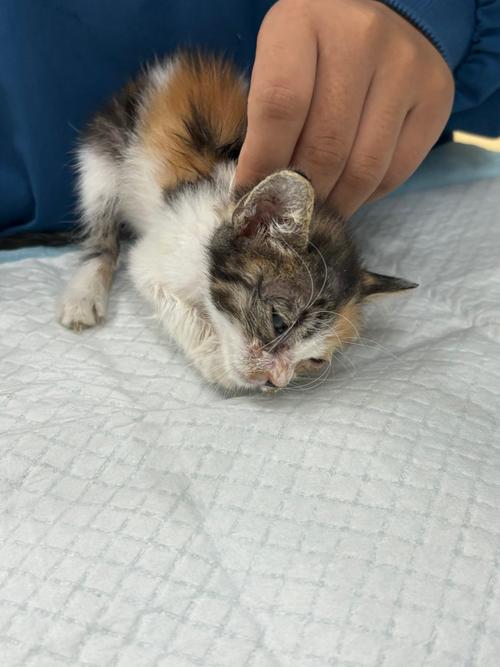 幼猫猫瘟能治好吗,幼猫猫瘟能治愈吗?-第2张图片-后鲨宠物 幼猫猫瘟能治好吗,幼猫猫瘟能治愈吗?-第2张图片-后鲨宠物