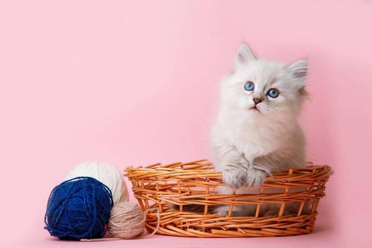 包含猫咪发情持续多久的词条-第1张图片-后鲨宠物