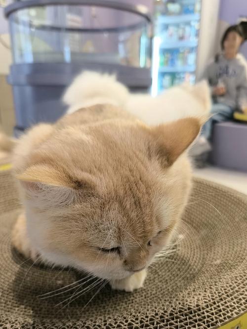 猫猫的英文名字大全_猫猫的英文名吉利点的-第6张图片-后鲨宠物 猫猫的英文名字大全_猫猫的英文名吉利点的-第6张图片-后鲨宠物