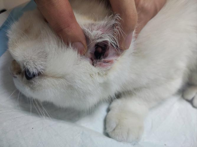 猫咪有耳螨的症状_猫咪耳螨的症状图片 早期症状-第5张图片-后鲨宠物