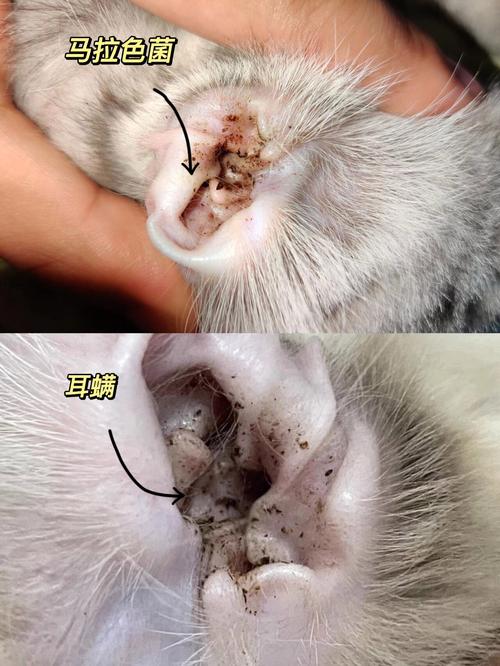 猫咪有耳螨的症状_猫咪耳螨的症状图片 早期症状-第6张图片-后鲨宠物